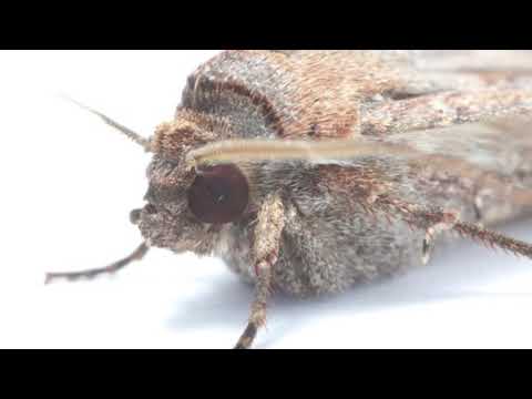 The incredible journey of the Bogong moth