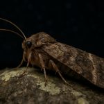 Unraveling the Epic Journey of the Bogong Moth: Nature’s Nighttime Navigators